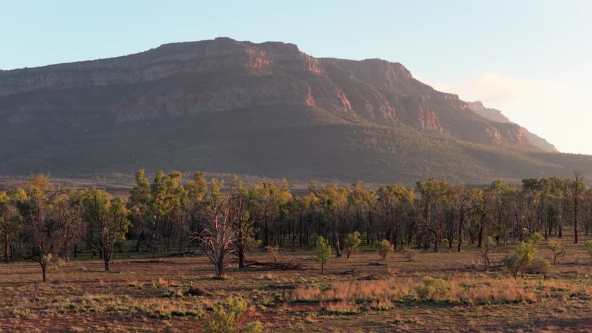 Rising drone telephoto view of Rawnsley Bluff with sunlit trees in Flinders Ranges, South Australia