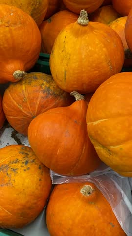 Pumpkins in a pile, perfect for autumn or Halloween theme, ideal for seasonal background video