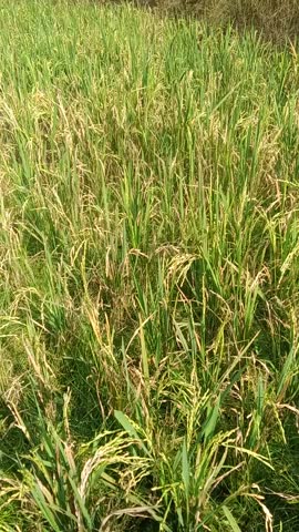 "Young Green Rice Plants Growing in the Paddy Field"