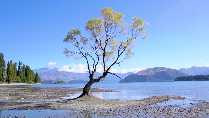 4k video of That Wanaka Tree in Wanaka, New Zealand. The Wanaka Tree stands next to, and sometimes inside Lake Wanaka and is a famous landmark in New Zealand.
