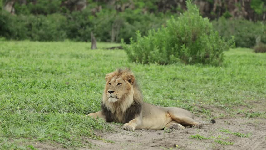 Wide shot of a majestic male lion lying in the green grass while roaring, Savuti Botswana.