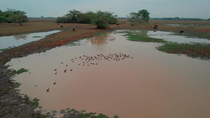 Drone follows white faced whistling duck Dendrocygna viduata gliding across wetland
