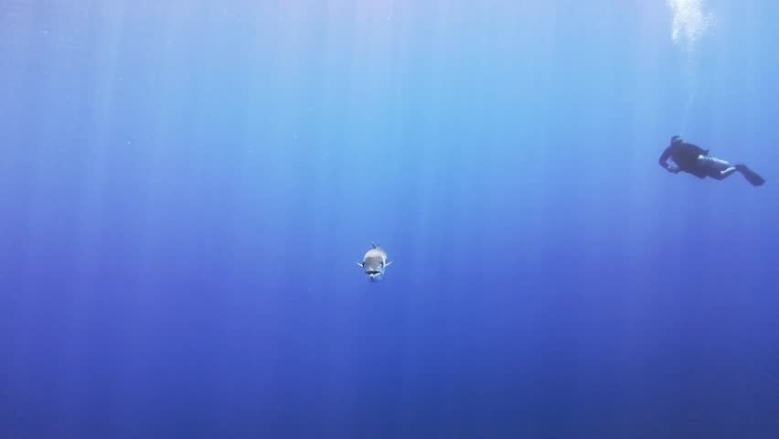 Giant barracuda fish Sphyraena barracuda swimming underwater in open blue water near surface with sunlight background