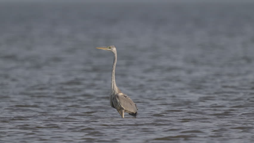 A gray heron (Ardea cinerea). A close-up bird standing in the water. Slow motion.