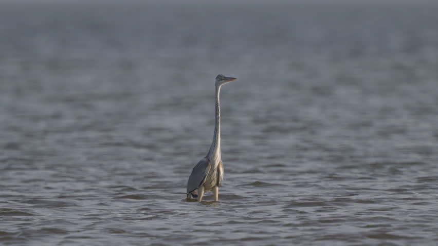 A gray heron (Ardea cinerea). A close-up bird standing in the water. Slow motion.