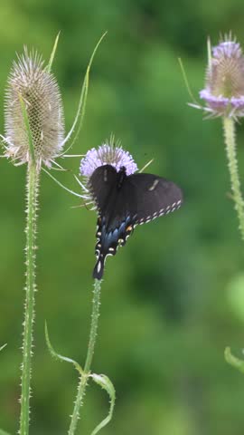 Vertical video optimized for social media of the black morph of an Eastern Tiger Swallowtail (Papilio glaucus) on a purple flower (Common Teasel)