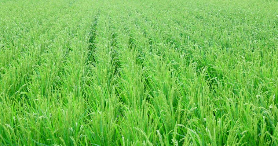 Beautiful rice fields swaying in the wind