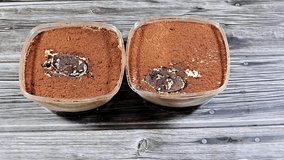 Tiramisu, an Italian dessert made of ladyfinger pastries (Savoiardi) dipped in coffee, layered with a whipped mixture of egg yolks, sugar, and mascarpone, and topped with cocoa powder - Powered by Shutterstock - Get 15% off with code: PIKWIZARD15