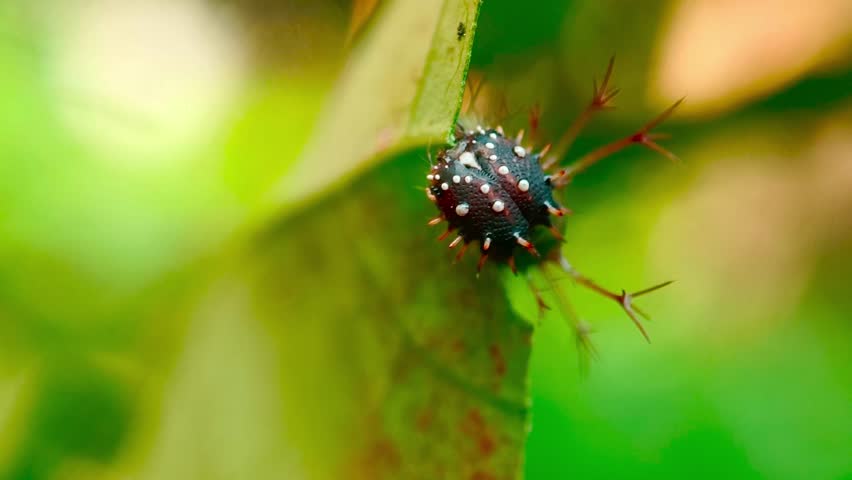 The Staff Sergeant caterpillar, Athyma selenophora (Nymphalidae, Liminitidinae) feeding on Glochidion zeylanica (Phyllanthaceae) leaves. Butterflies of East Java, Indonesia.