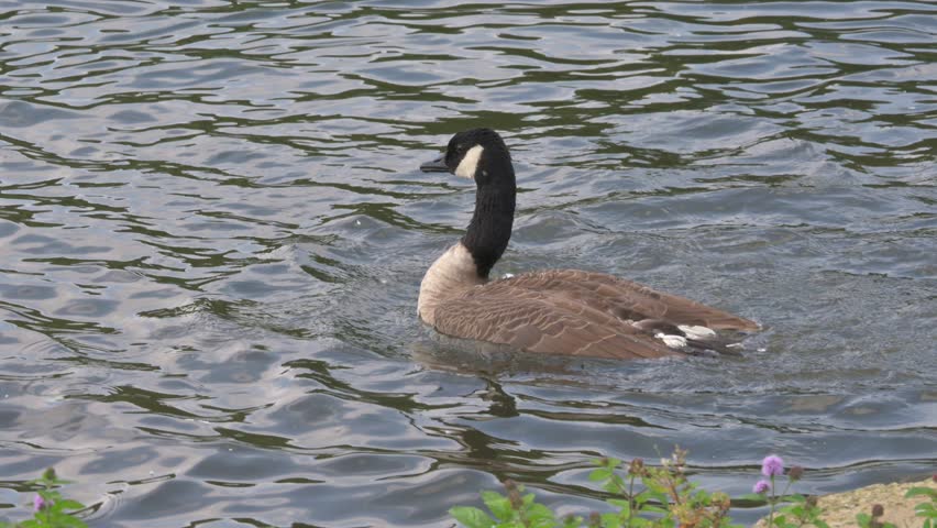 Canada Goose (Branta canadensis) adult on a lake, ducking under the surface, water droplets flowing off its plumage like 