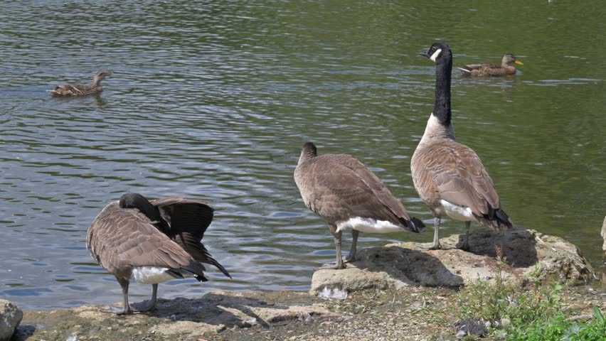 Canada Geese (Branta canadensis) standing by the side of a lake, drinking and preening their feathers. August, Kent, UK. Half speed
