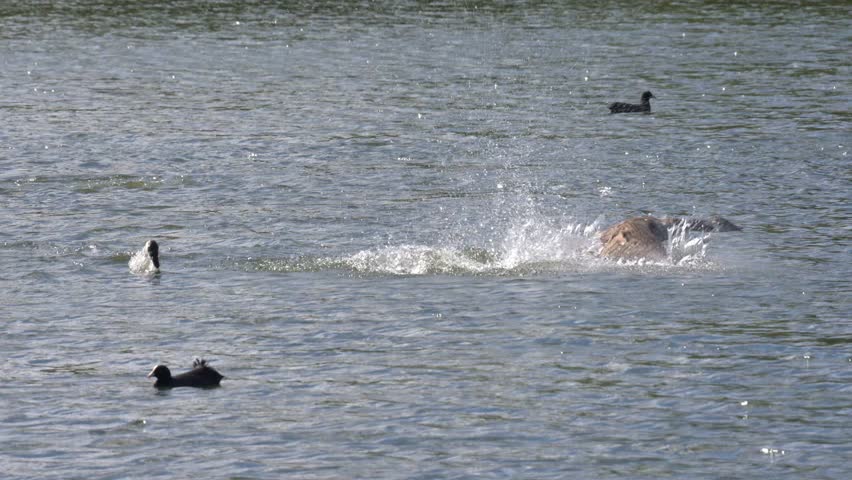 Canada Goose (Branta canadensis) surfacing from a dive, as others surface around it, before flying or running across the surface and diving again. August, Kent, UK. Slow motion x5