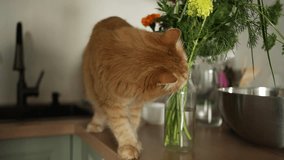 Ginger cat discovering colorful flower bouquet on kitchen counter, deeply inhaling fragrance with curious whiskers and playful demeanor - Powered by Shutterstock - Get 15% off with code: PIKWIZARD15