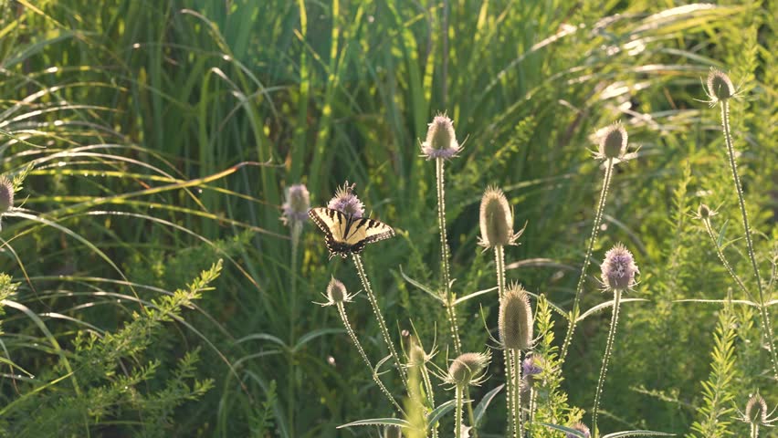 a midshot of three different types of pollinators: bees, Silver Spotted Skippers, and Eastern Tiger Swallowtail on a Common Teasel plant in rural Kentucky.