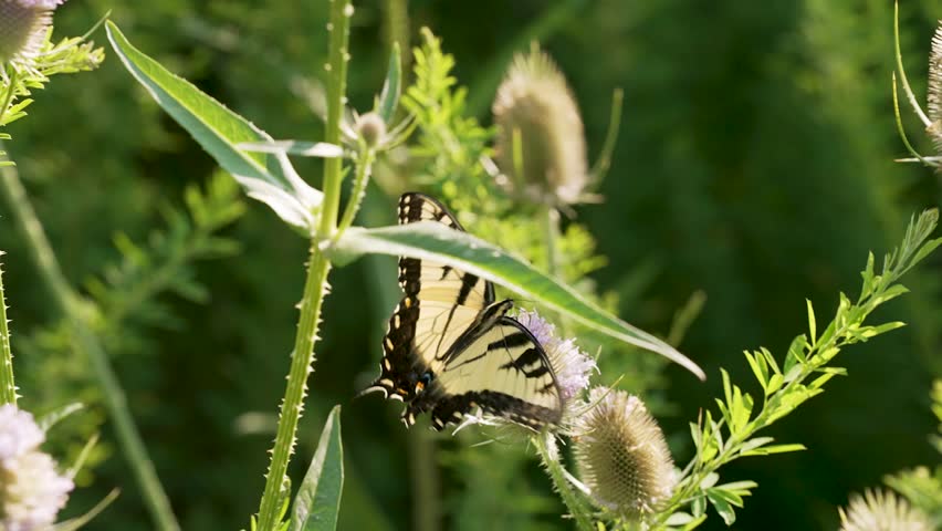 A close-up of an Eastern Tiger Swallowtail (Papilio glaucus) on a Common Teasel (Dipsacus fullonum) with light purple flowers and green leaves in a field of grasses on a sunny day in rural Kentucky.