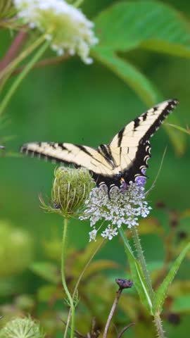Vertical video optimized for social media of an Eastern Tiger Swallowtail (Papilio glaucus) on a purple flower (Common Teasel)