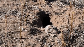 A Mongolian desert rodent gerbil pauses cautiously at the entrance of its burrow in the desert soil. This close-up captures the alert behavior of a small desert mammal in its natural habitat. - Powered by Shutterstock - Get 15% off with code: PIKWIZARD15