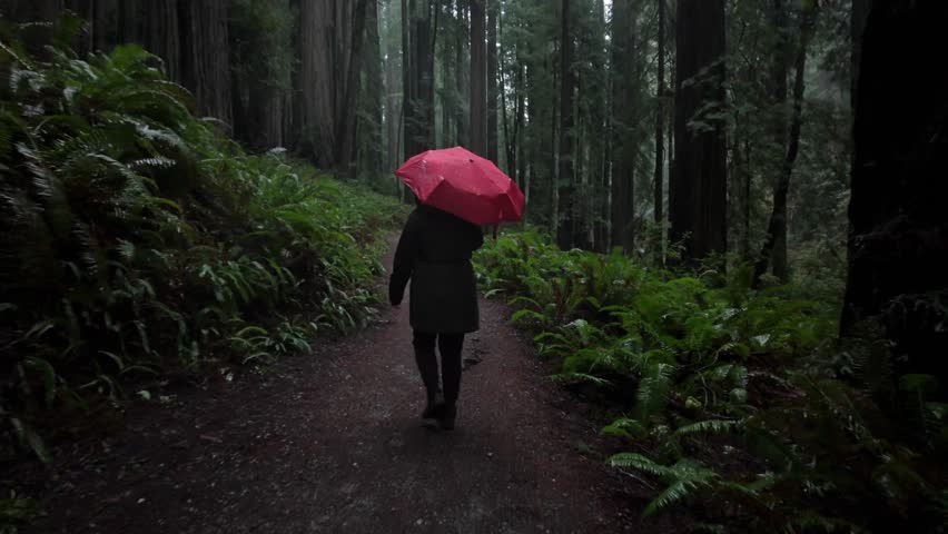 Gimbal wide shot following a hiker through the rainy redwood forest in Prairie Creek Redwood State Park, California. 4K