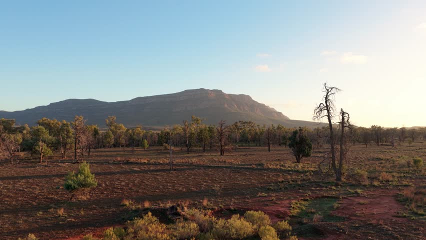 Low drone view of trees and Rawnsley Bluff at golden hour in Flinders Ranges, South Australia