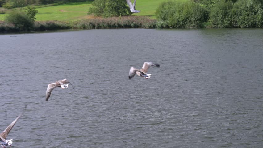 Small flock of Greylag Geese (Anser anser) in flight over a lake. August, Kent, UK. Slow motion x5