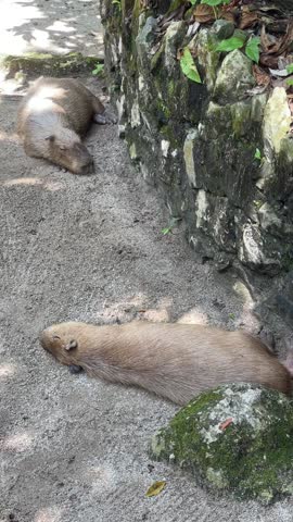 Two Capybaras sleeping on sandy ground. One is lying on its side while the other rests in a standard sitting pose, both showing occasional ear flicking at Zoo Negara Malaysia.