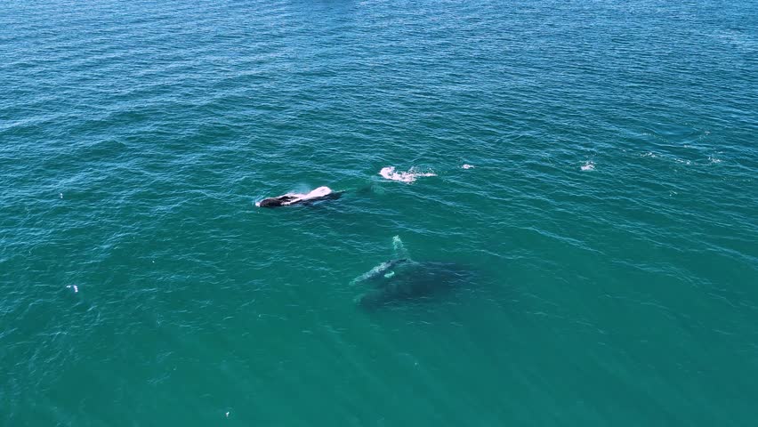 Male escort whale protecting a new born calf whale and its mother while swimming during the migration season. Aerial view