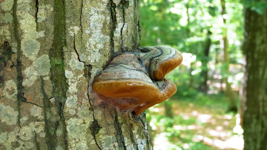 A fungus that grows on trees. Wood fungus on tree bark.