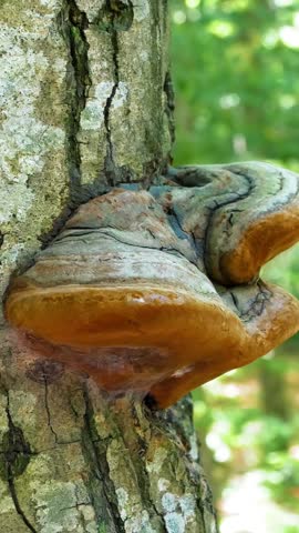 A fungus that grows on trees. Wood fungus on tree bark. Vertical video.