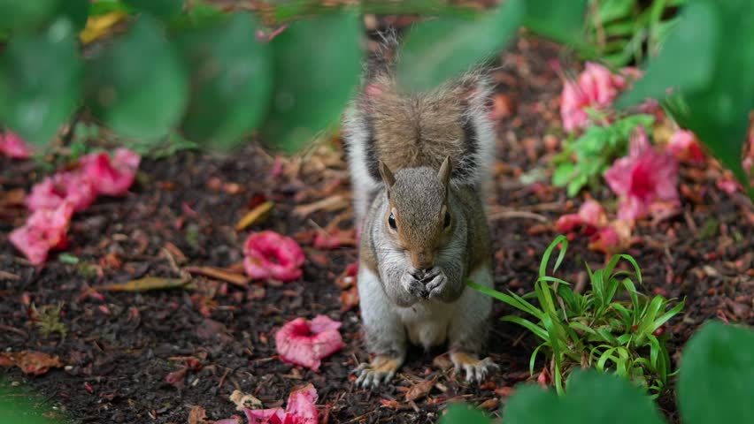 A squirrel on the ground is searching for food. Around it are green shrubs and fallen flowers of a pink azalea.