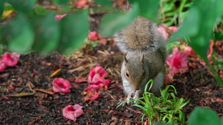 A squirrel on the ground is searching for food. Around it are green shrubs and fallen flowers of a pink azalea.