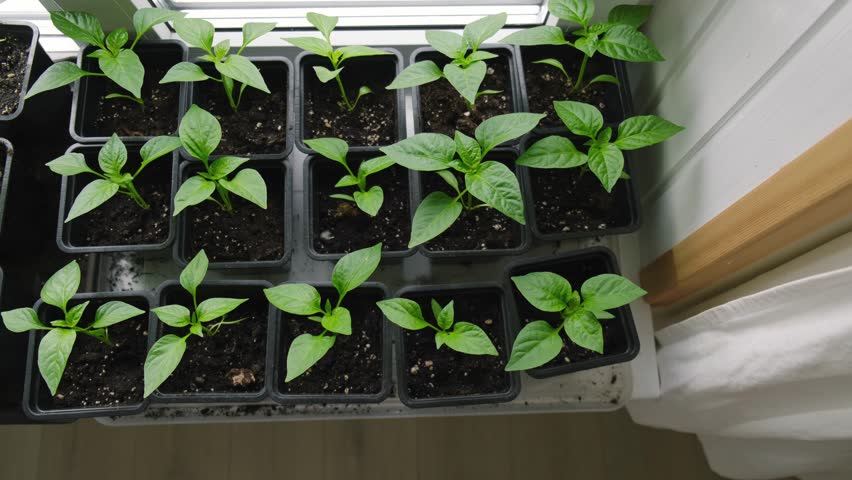 Vegetables seedlings. Young plants sprout growing in seed trays, in pots indoor. Early plant development. Green Tomato, pepper plant recently germinated and ready for thinning. Home gardening concept.