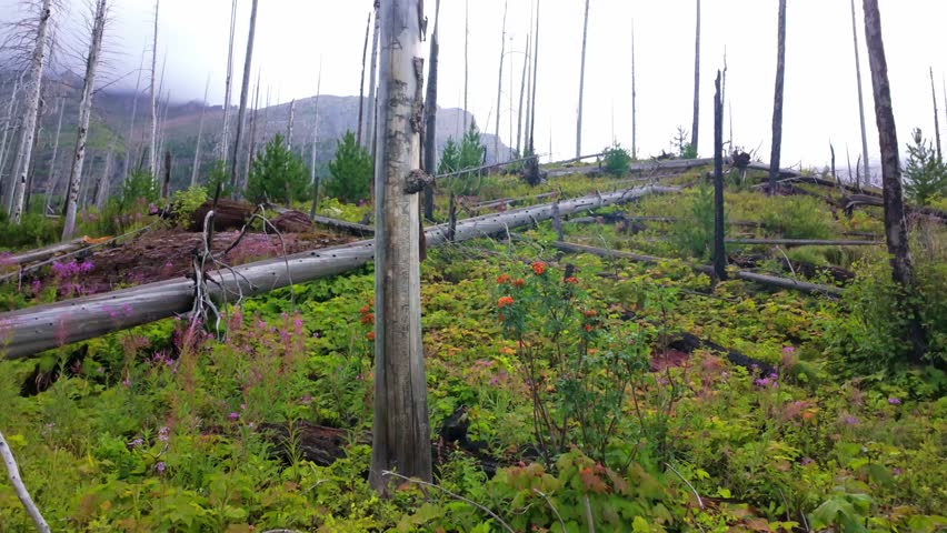 The Saint Mary Falls Trail is captured as it winds along the scenic Saint Mary Lake in Glacier National Park