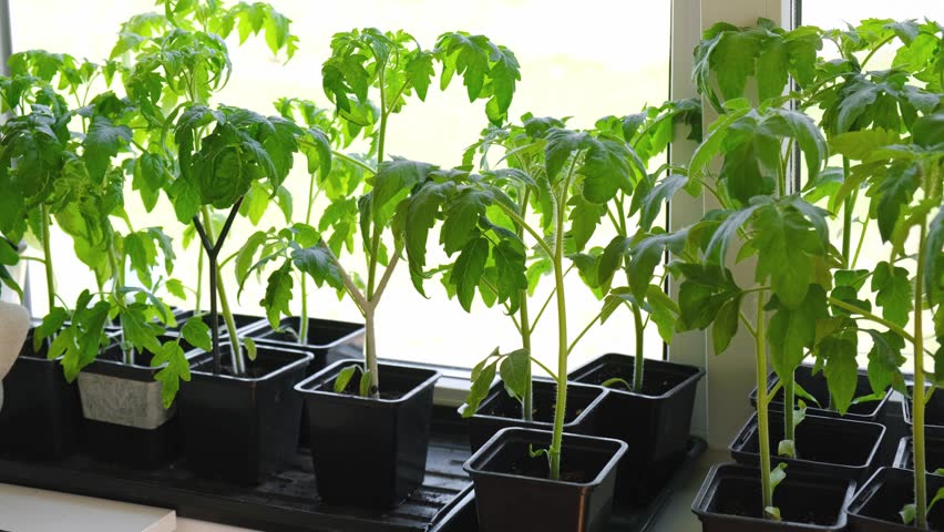 Vegetables seedlings. Young plants sprout growing in seed trays, in pots indoor. Early plant development. Green Tomato, pepper plant recently germinated and ready for thinning. Home gardening concept.