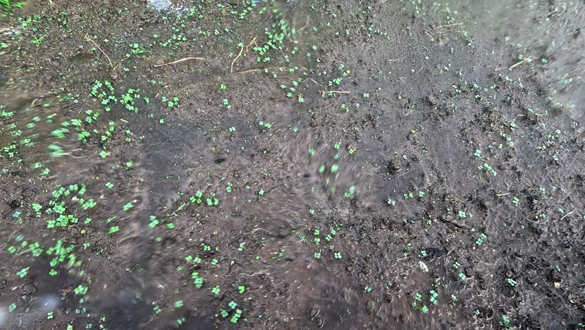 Falling raindrops shower green sprouts emerging from moist soil outdoors. Continuous rain nurtures the seedlings as the fertile ground glistens, symbolizing new life and growth.