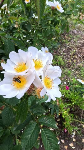 Honey bee on white flowers of decorative rose variety in garden, Ukraine