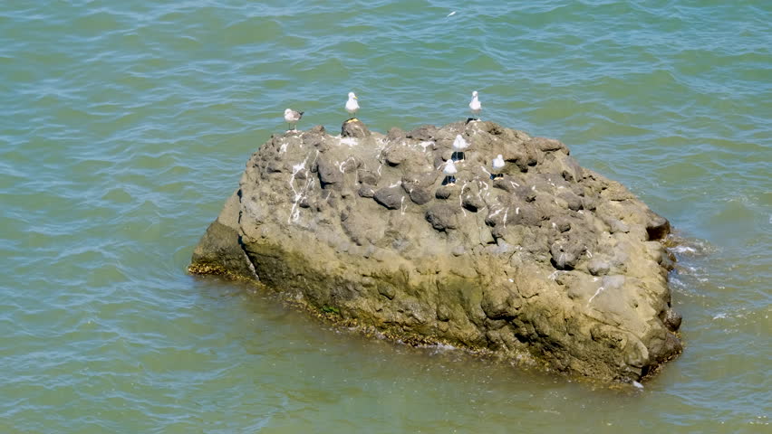 A small group of seagulls perched on a rocky outcrop surrounded by the blue sea, showcasing a peaceful marine scene and the birds natural habitat.