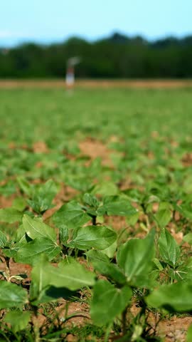 Young Soybean Plants in a Lush Field Under Bright Sunlight