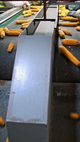 Corn cobs on conveyor belt. close-up. de-foliated corn cobs are moving on automated conveyor belt. workers control quality of raw materials. Agribusiness. Corn processing factory. Agriculture.