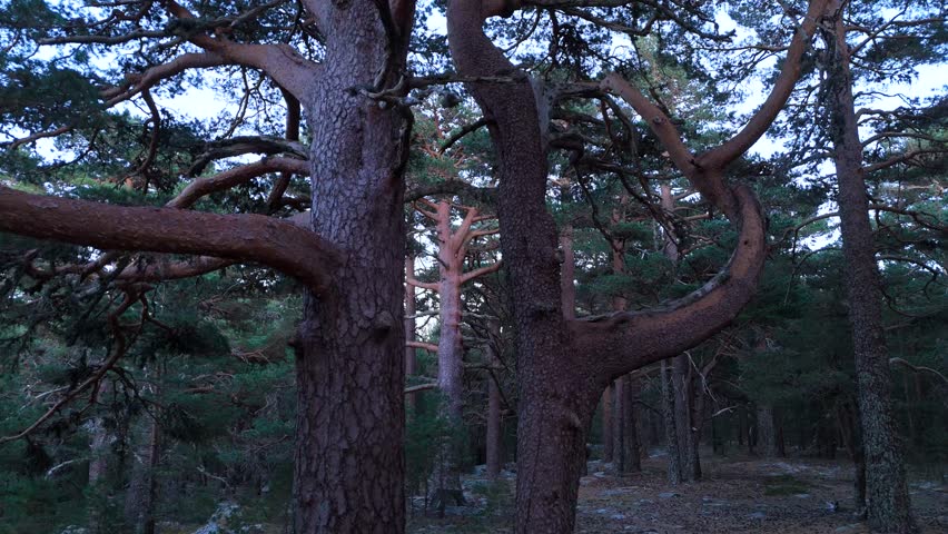 Centuries-old Scots pines in the Laguna Negra and Urbión Glacial Circus Natural Park. Covaleda, Pinares Region, Soria, Castile and Leon, Spain, Europe