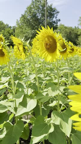 Beautiful Sunflowers on Hot Sunny September Afternoon - The Sunflower State of Kansas - Vertical