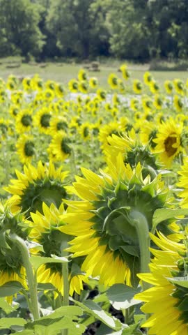 Beautiful Sunflowers on Hot Sunny September Afternoon - The Sunflower State of Kansas - Vertical