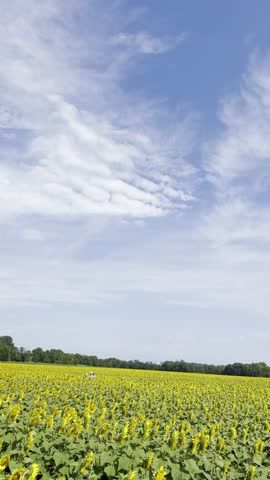 Beautiful Sunflowers on Hot Sunny September Afternoon - The Sunflower State of Kansas - Vertical
