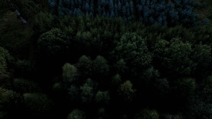Forest pine trees top down view in Nordic Scandinavian Denmark fly over. B roll for video and movie