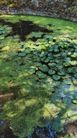 Artificial lake in the park. A sunny summer day on a small lake with blooming lilies, the pond is home to fish, snakes, and frogs.