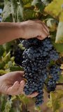 A farmer holds a large bunch of black grapes in his hands, in the middle of a vineyard. close-up in background are large bunches of ripe black grapes on the vine, in the rays of the sun. Grape harvest - Powered by Shutterstock - Get 15% off with code: PIKWIZARD15