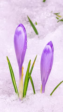 Crocus Flowers Blooming and Snow Melting, Vertical Spring Timelapse