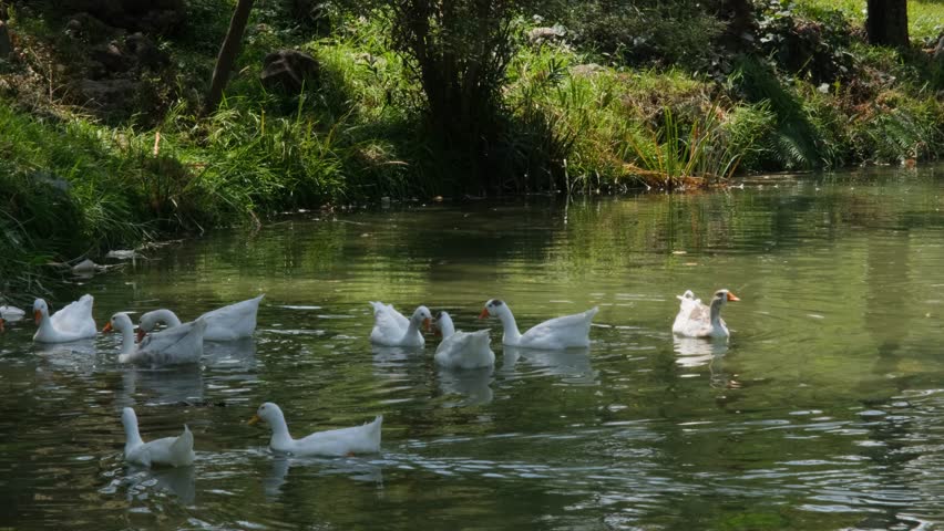Flock of white ducks floating in water. White ducks swimming on the lake. Peaceful scene of ducks on a lake.