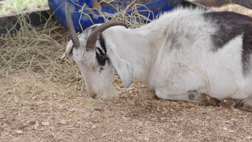 A white goat with black markings grooms itself while sitting in the stable with hay and a feeding blue container in the background