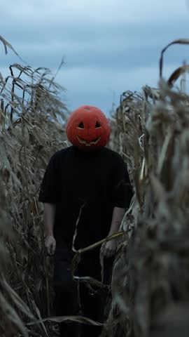 Halloween party celebration outdoors. Man with carved pumpkin head and dark clothes has fun and walks at autumn dry corn field. Creepy spooky orange pumpkin carnival mask, Jack Lantern. Trick o treat