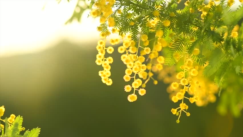 Mimosa spring flowers nature background, Easter backdrop. Blooming mimosa tree over sunset sky. Yellow flower border art design with sun. Slow motion. 